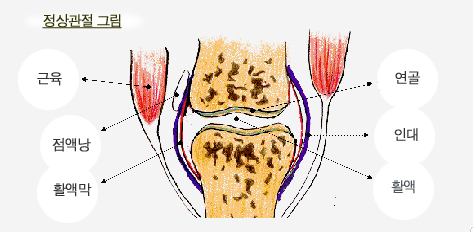 정상관절그림
